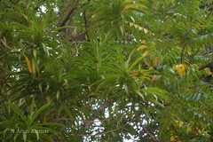 Dracaena angustifolia